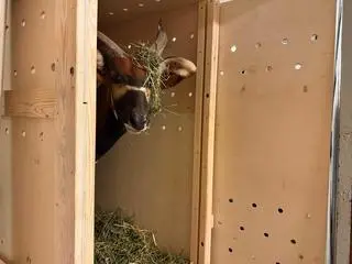 Matayo to nowy mieszkaniec stołecznego zoo