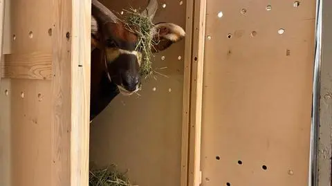 Matayo to nowy mieszkaniec stołecznego zoo