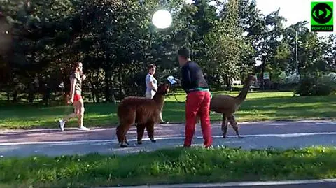 "Na spacer nie tylko z psem". Prowadził alpaki na smyczy