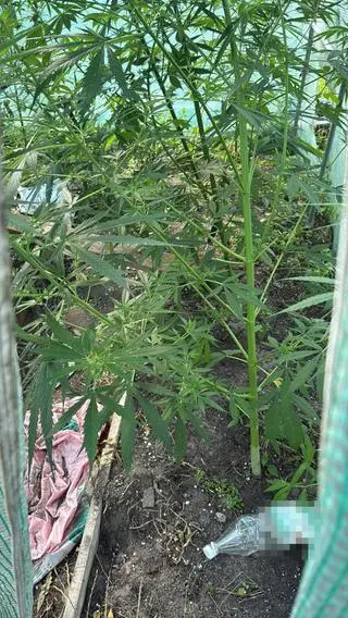 Zamiast warzyw w tunelach rosła marihuana