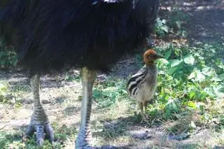 Kazuar hełmiasty wykluł się w stołecznym zoo