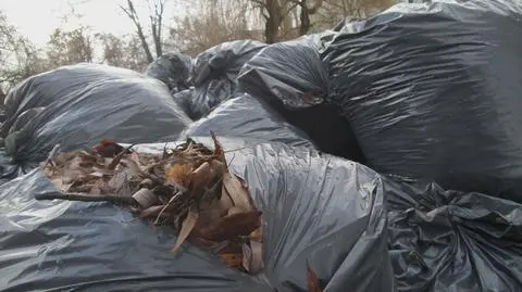 Brak zimy zaskoczył urzędników. Kiedy zabiorą worki z liśćmi?