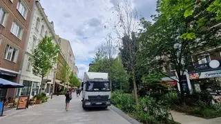 Trzy uschnięte platany przy Chmielnej