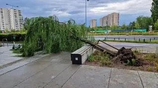 W wyniku burzy na Ursynowie przewróciło się drzewo