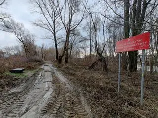 Wycięte drzewa pod budowę mostu pieszo-rowerowego