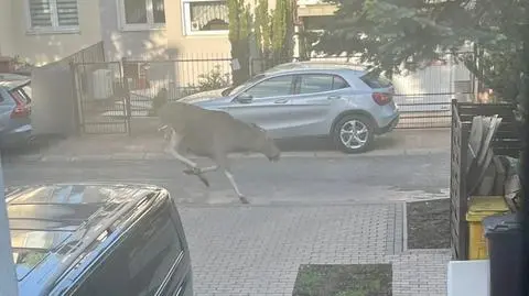 Łoś przechadzał się ulicami. Do lasu wrócił w eskorcie policji