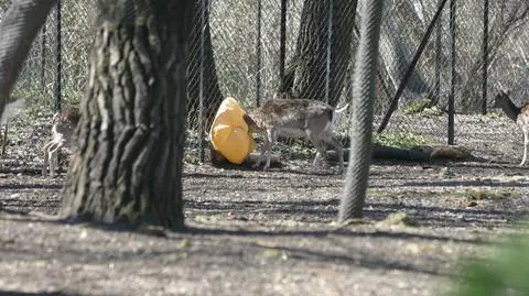 Lampiony zasypały zoo. "Zwierzęta je zjadały"