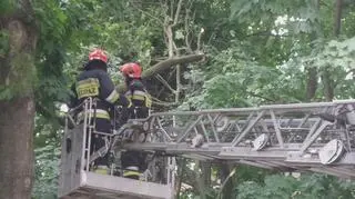 Złamany konar na Mokotowie 