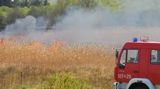 Pożar nieużytków przy Jeziorku Czerniakowskim 