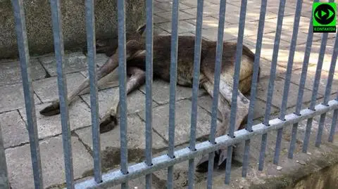 Łoś na zamkniętym osiedlu. Wystraszył się, uderzył w mur