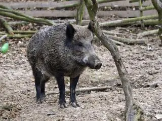 Coraz więcej dzików na terenie Warszawy