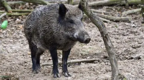 Rośnie liczba dzików. Ważny apel urzędników