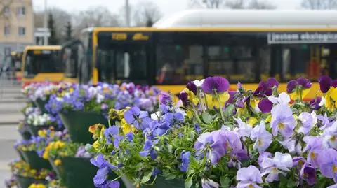 Tysiące bratków i niezapominajek na pętlach autobusowych