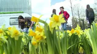 Wolontariusze będą rozdawać papierowe żonkile 