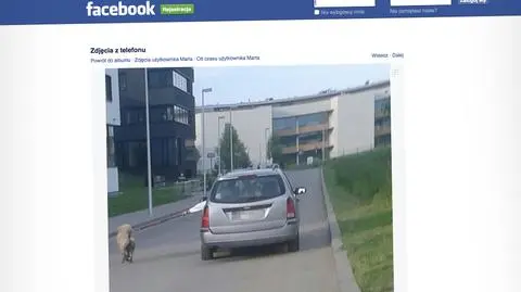 Pies na smyczy za samochodem. "Za brudny, by wsiąść do środka"