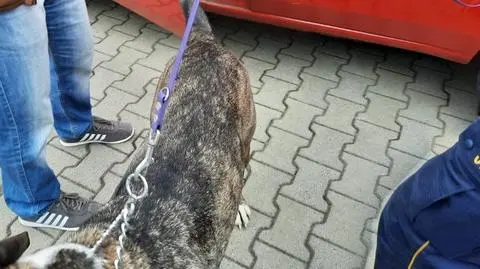 Pies zamknięty w ciasnym bagażniku, właściciel przepadł