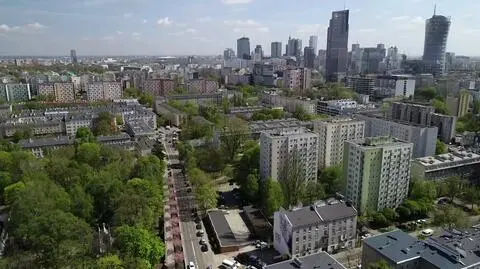 Ile zarabiają warszawskie drzewa?