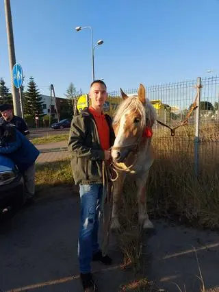 8-letni kucyk biegał po ulicy w Radomiu 