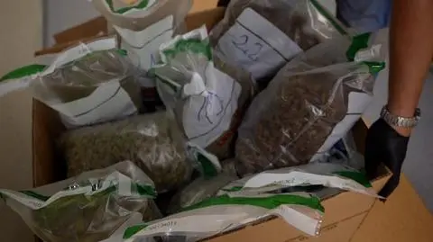 17 kilogramów marihuany, pół kilograma haszyszu i 150 tysięcy złotych