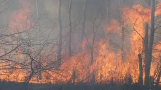 Pożar traw w okolicy mostu Siekierkowskiego