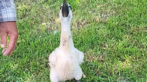 Bocian uniósł do góry głowę, jakby dziękując, i zaklekotał