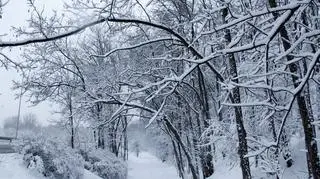 Śnieżyca w Warszawie