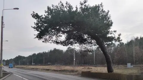 Wybiorą jedno z dziewięciu milionów. Plebiscyt na Warszawskie Drzewo Roku