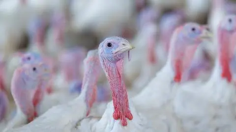 Akt oskarżenia przeciwko hodowcy indyków (zdj. ilustracyjne)