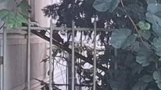 Urzędnicy twierdzą, że jedna z mieszkanek dokarmiała gryzonie