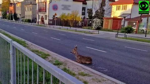 Dzikie zwierzę zagubione w mieście. "Ochraniali je kierowcy"