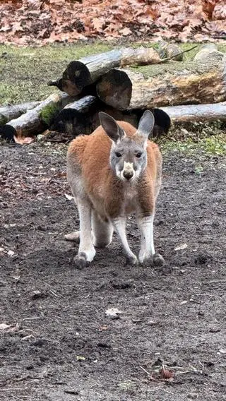 W warszawskim zoo na świat przyszło pięć kangurów rudych