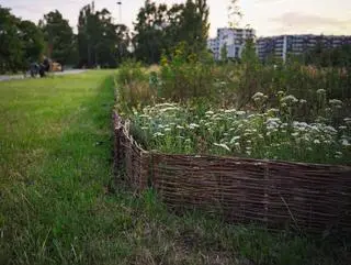 Ogród biocenotyczny przy ulicy Kijowskiej 