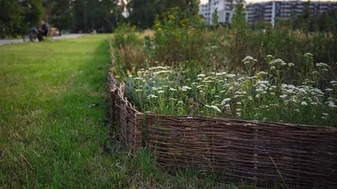 Ogród biocenotyczny przy ulicy Kijowskiej 