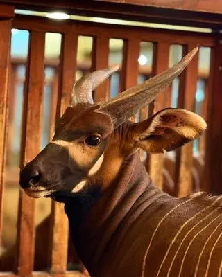 Matayo to nowy mieszkaniec stołecznego zoo