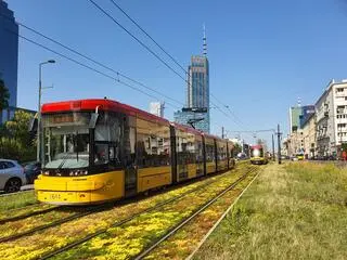 Tramwajarze zazielenią torowiska w centrum (wizualizacja)