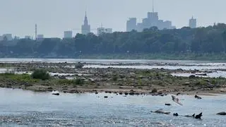 Niski poziom Wisły w Warszawie 