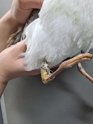 Porzucone fragmenty sprzętu wędkarskiego zagrażają ptakom