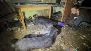Zaniedbane psy były zamknięte w piwnicy 
