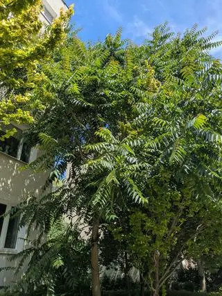 Bożodrzew gruczołkowaty (Alianthus altissima) od 2012 r. znajduje się na liście inwazyjnych gatunków obcych (IGO)