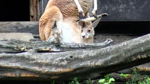 Kangurzątko w warszawskim zoo