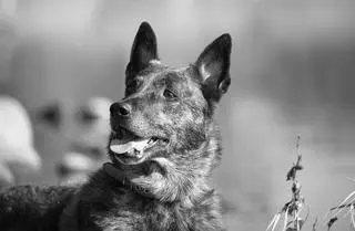 Pies ratowniczy Arrow odszedł po chorobie 