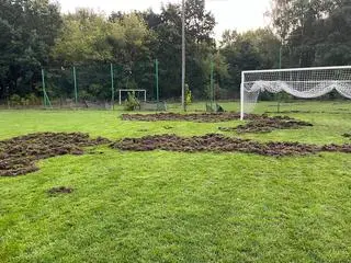 Dziki uszkodziły boisko klubu Advit Wiązowna