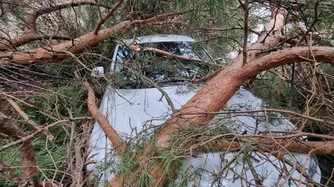 Potężne drzewo runęło na samochód