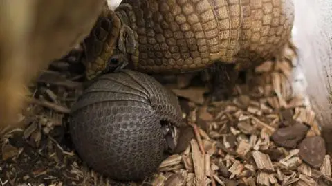 Mały pancernik z warszawskiego zoo