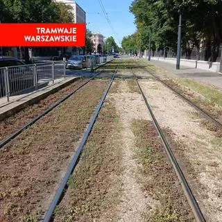 Rozjeżdżony rozchodnik na torowisku 