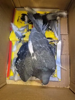 Ptaki wpadają w pułapki lepowe