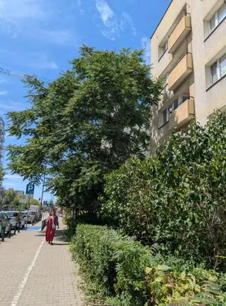 ZZW usuwa samosiewy bożodrzewu gruczołkowatego