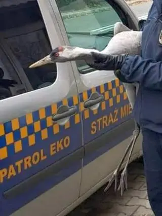Ekopatrol zaopiekował się osłabionym żurawiem