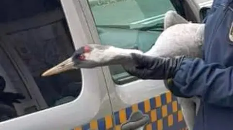 Ekopatrol zaopiekował się osłabionym żurawiem