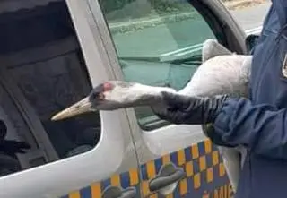 Na podwórku wylądował żuraw. "Trząsł się i nie był w stanie odlecieć"